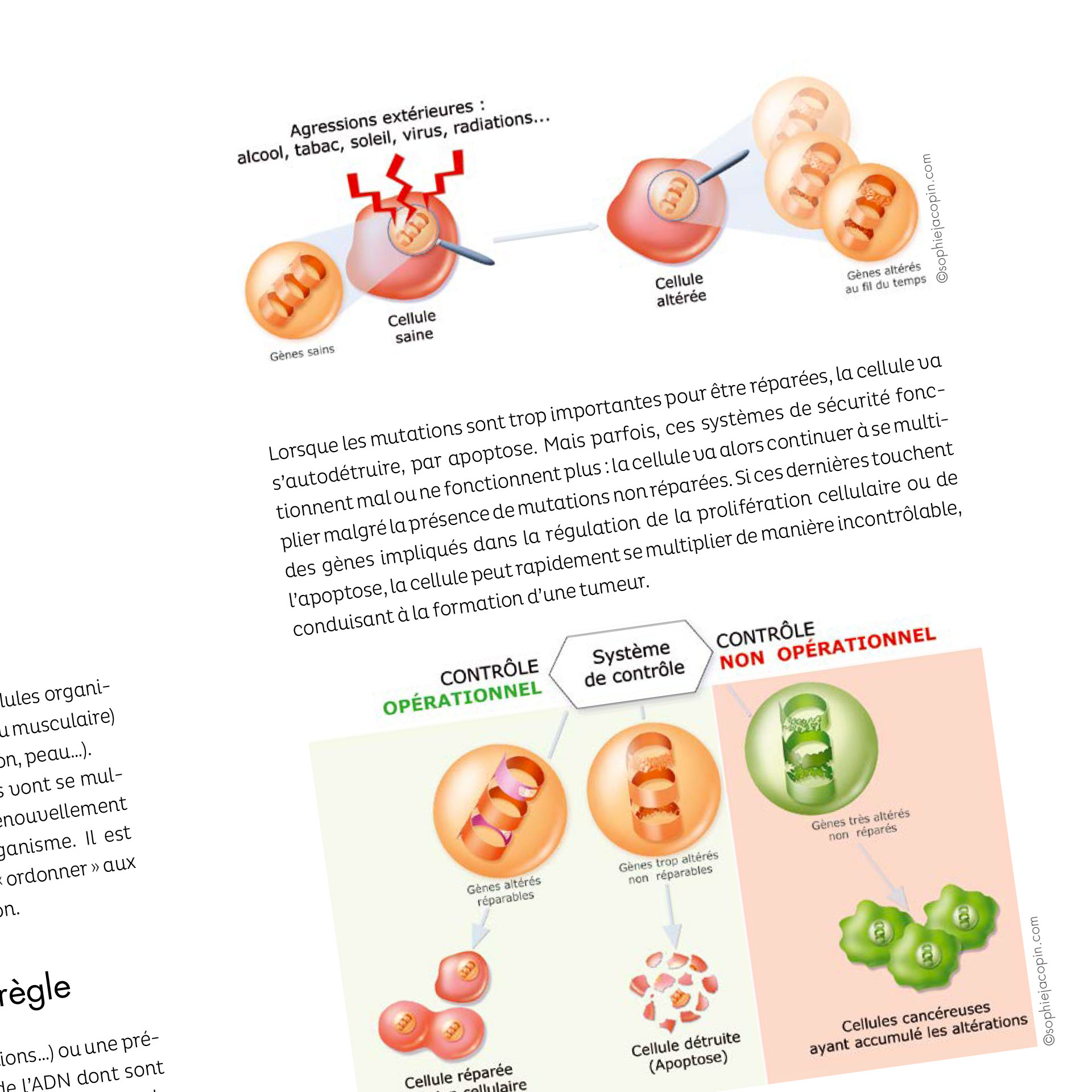 Zoom sur une page d'illustrations médicales